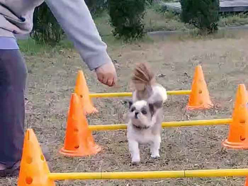 アニマルヘルスケアサポート楓