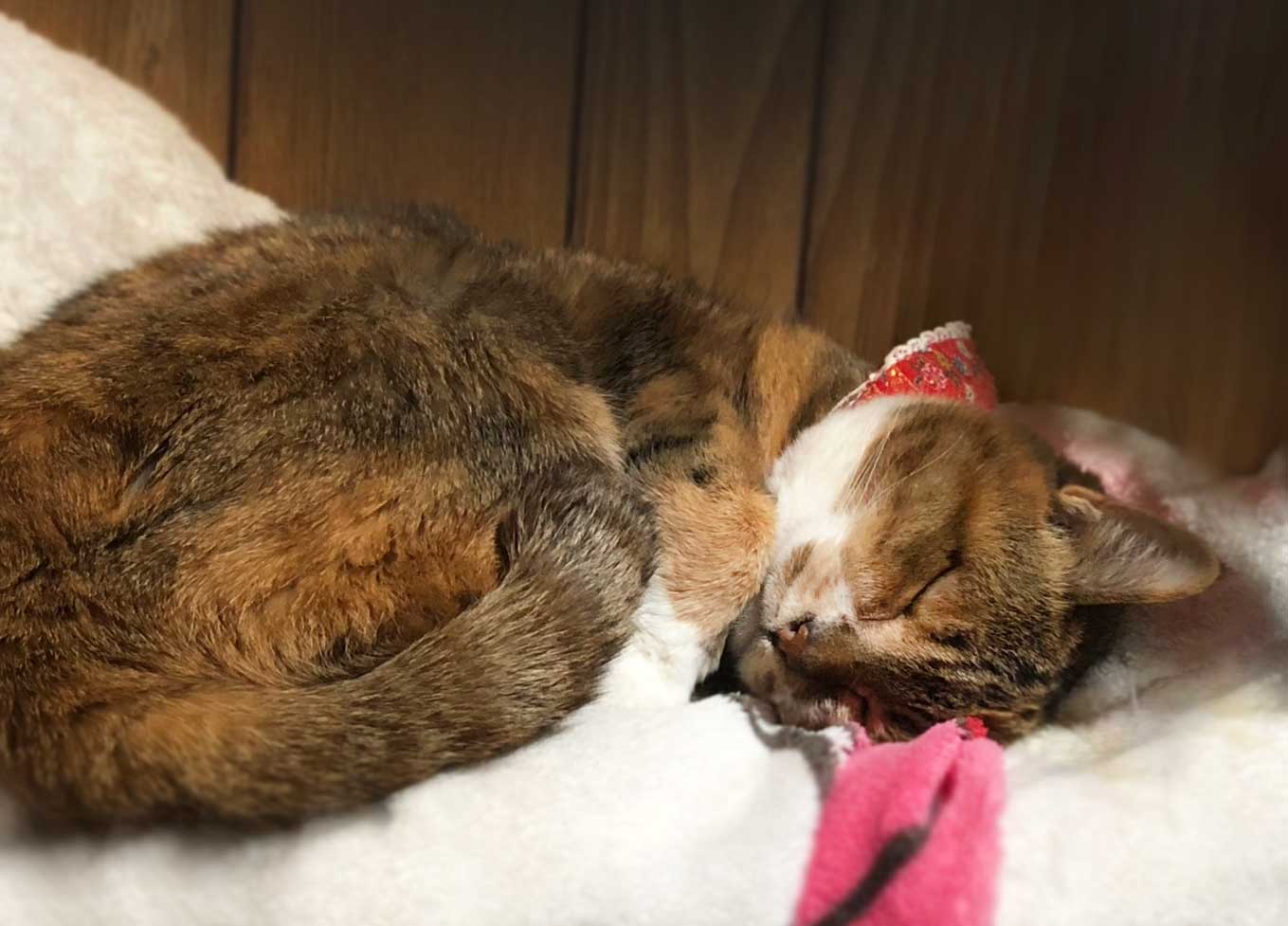 アニマルヘルスケアサポート楓