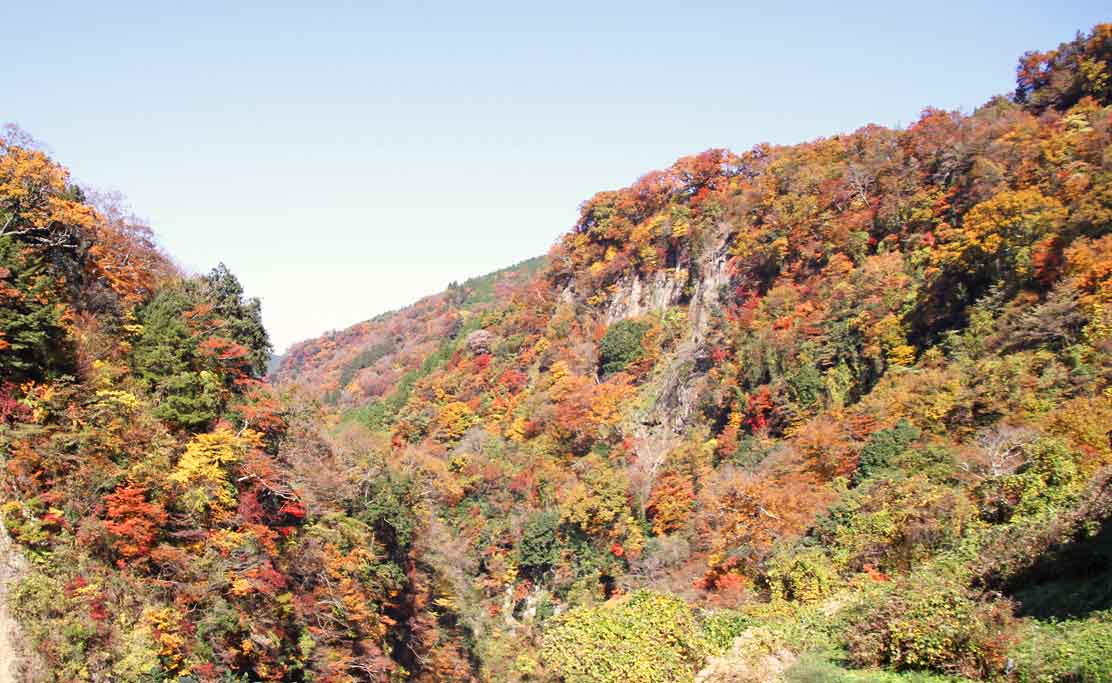 アニマルヘルスケアサポート楓