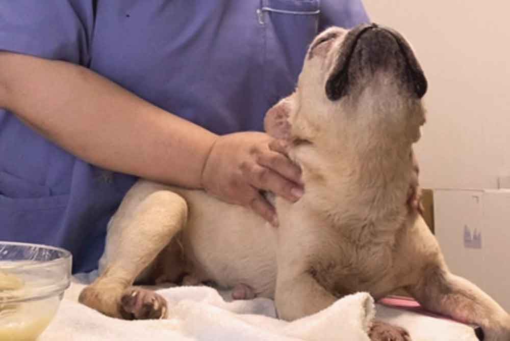 アニマルヘルスケアサポート楓