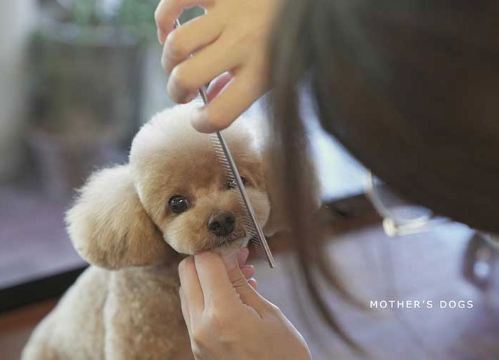 マザーズドッグス