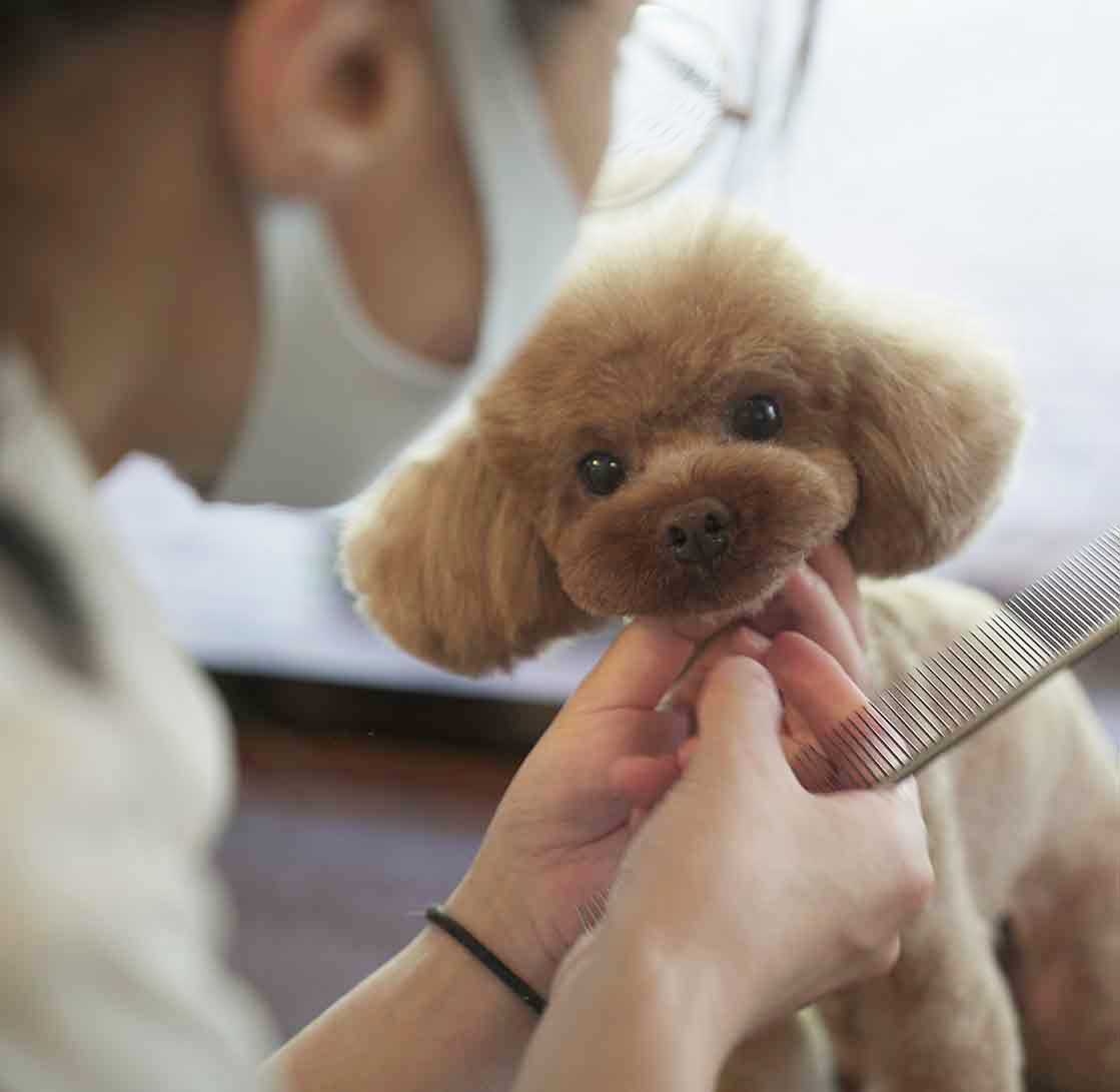 マザーズドッグス