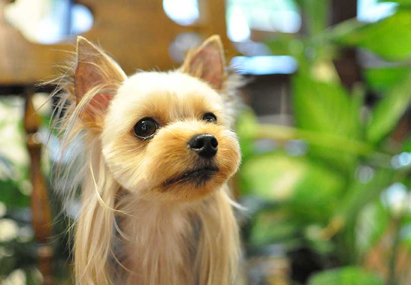 マザーズドッグス