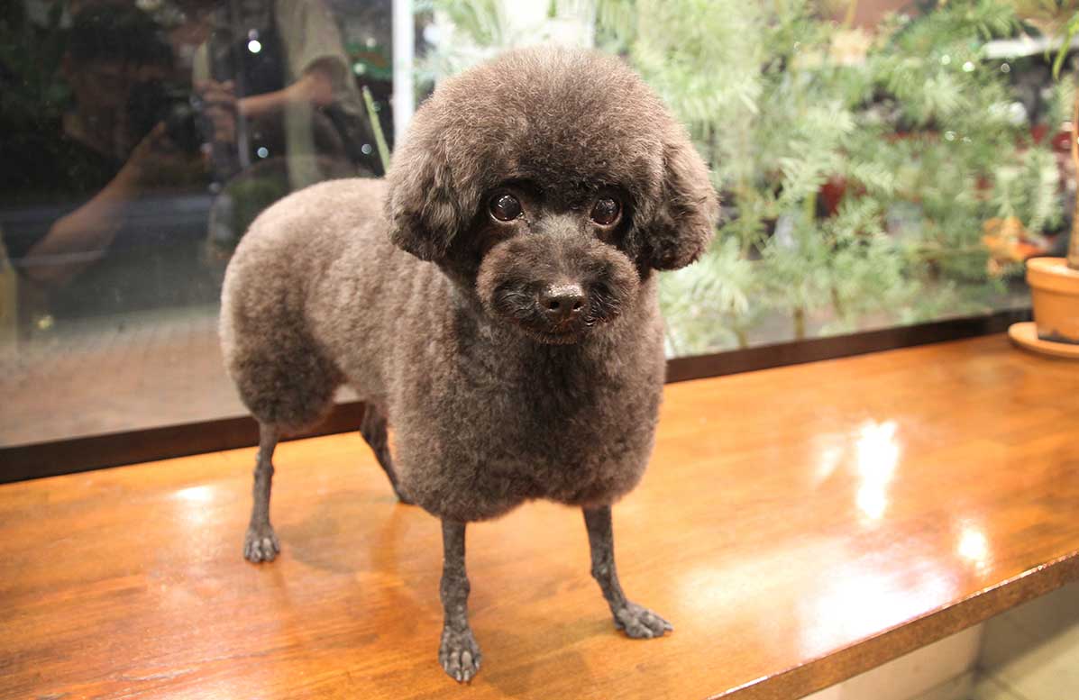 マザーズドッグス