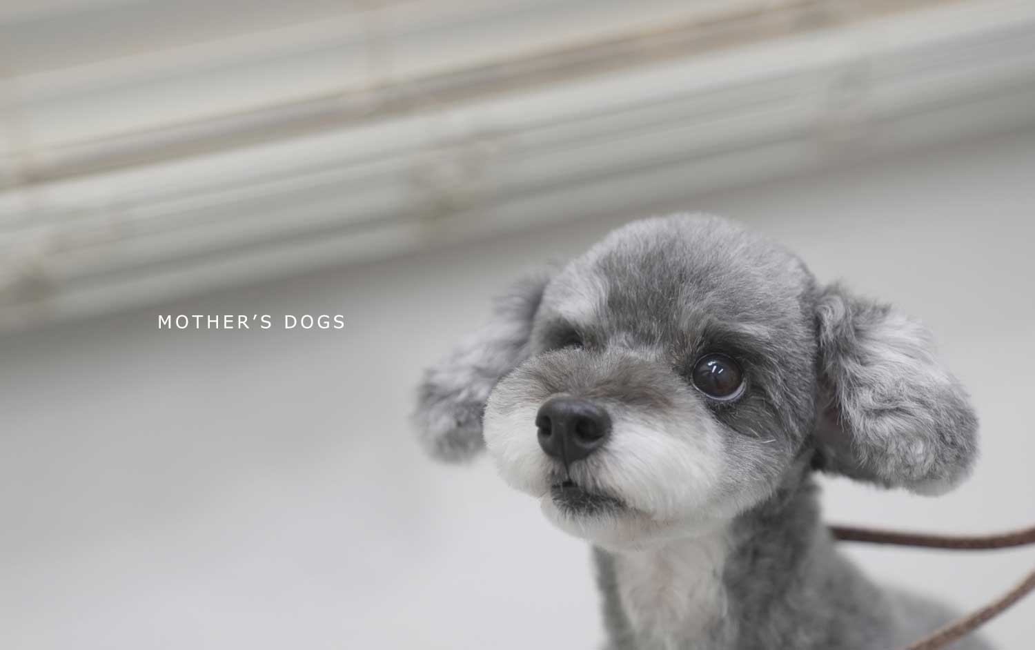 マザーズドッグス