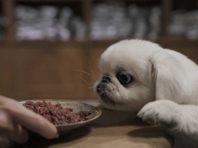 福岡市,国産ドッグフード