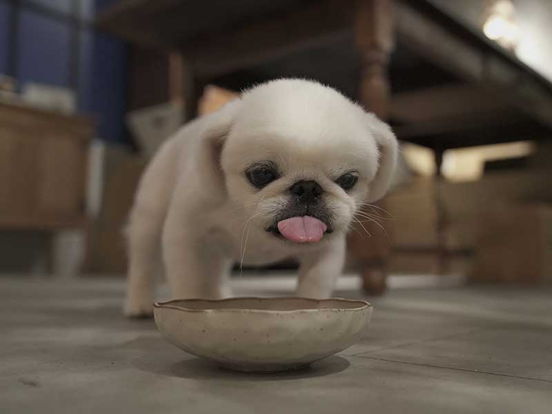 福岡市,国産ドッグフード