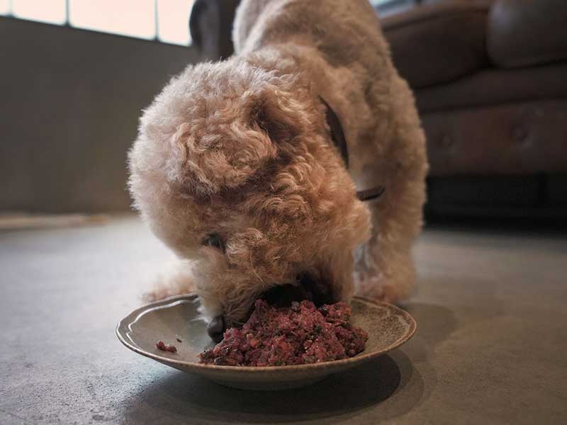 福岡市,国産ドッグフード