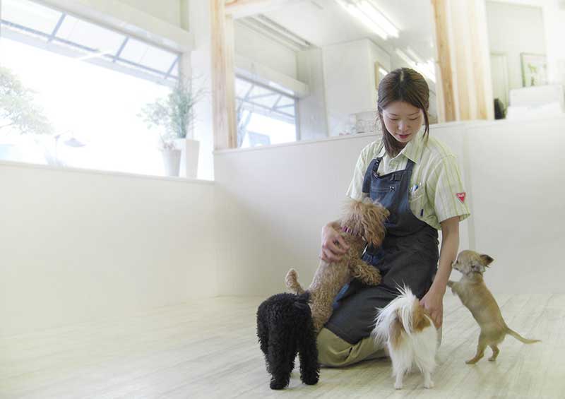 マザーズドッグス