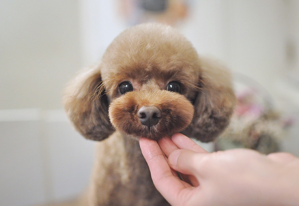 マザーズドッグス