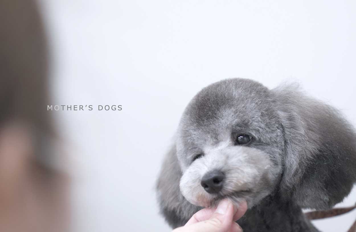 マザーズドッグス