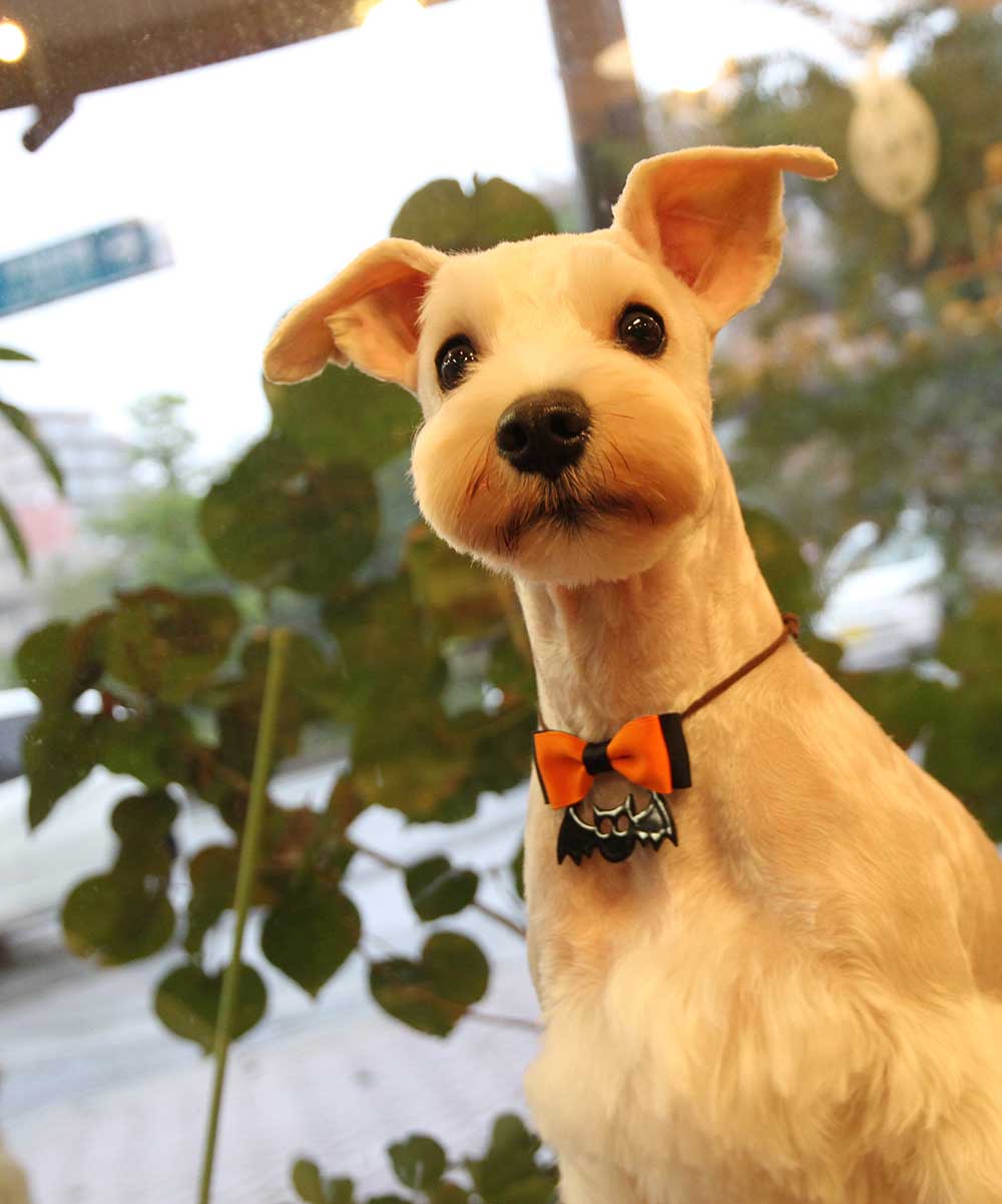 マザーズドッグス