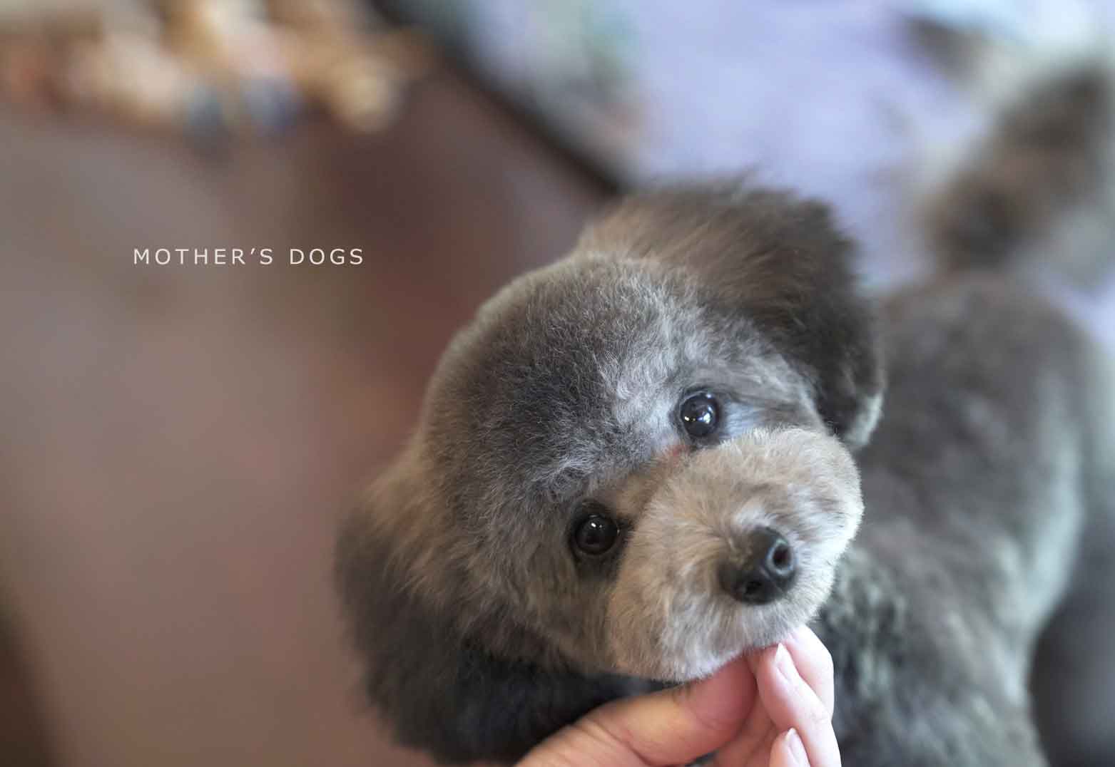 マザーズドッグス