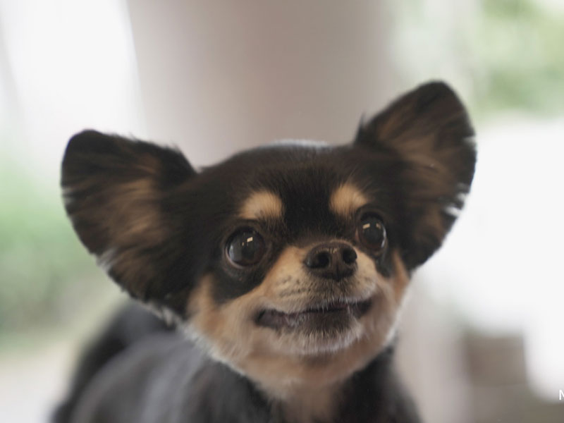 福岡市中央区,トリミング,トイプードル