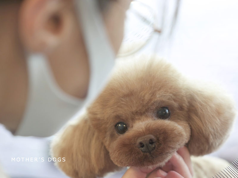 福岡市中央区,トリミング,トイプードル