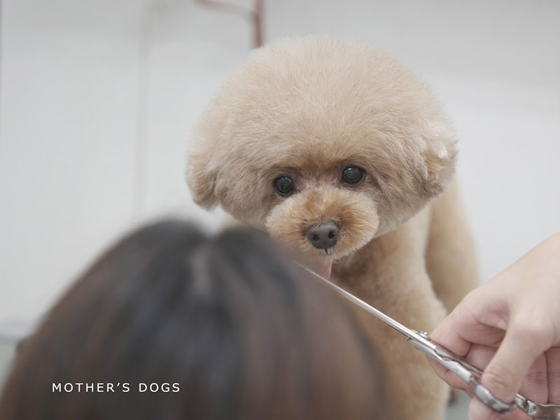 福岡市中央区,トリミング,トイプードル