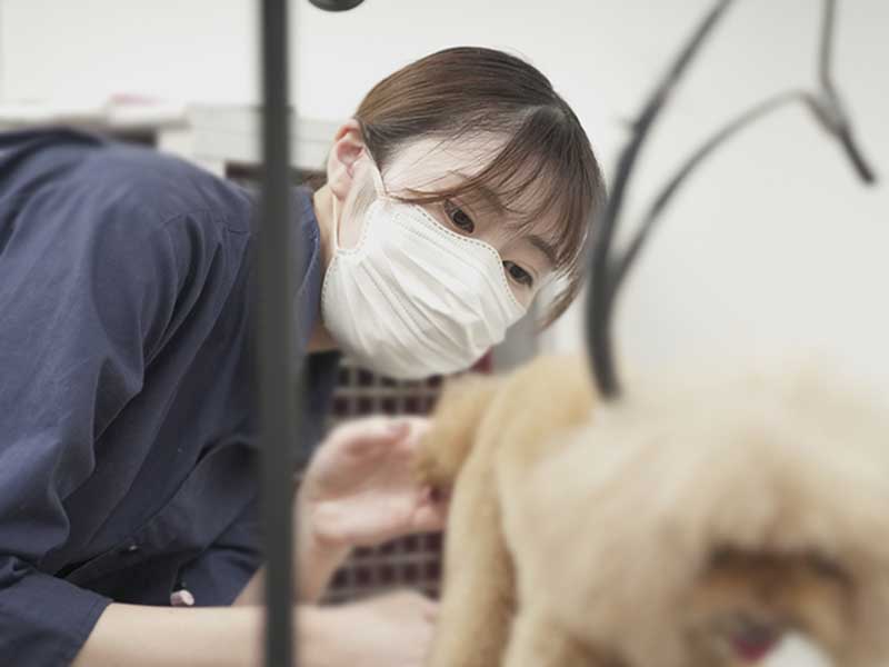 福岡市中央区,トリミング,トイプードル