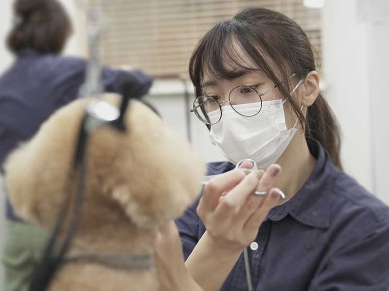 福岡市中央区,トリミング,トイプードル