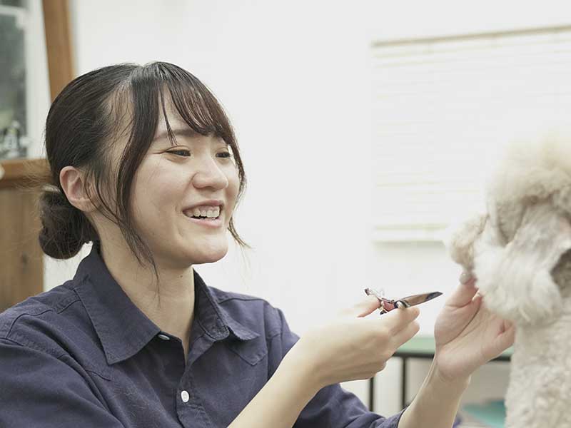 福岡市中央区,トリミング,トイプードル