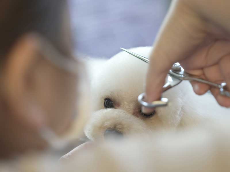 福岡市中央区,トリミング,トイプードル