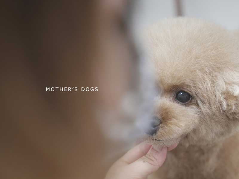 福岡市中央区,トリミング,トイプードル