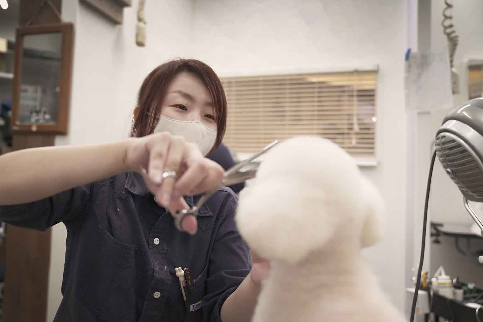 福岡市 トリミングサロン トイプードル