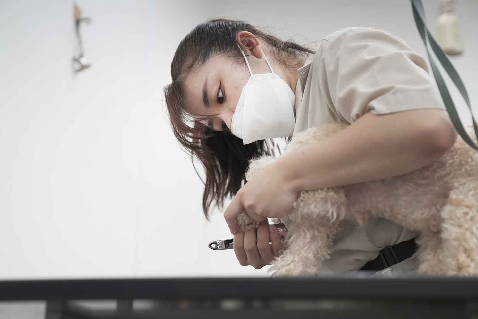 福岡市 トリミングサロン トイプードル