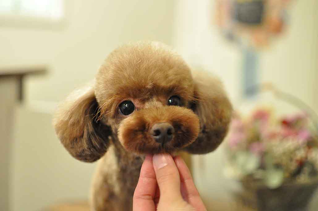 福岡市 トリミングサロン トイプードル