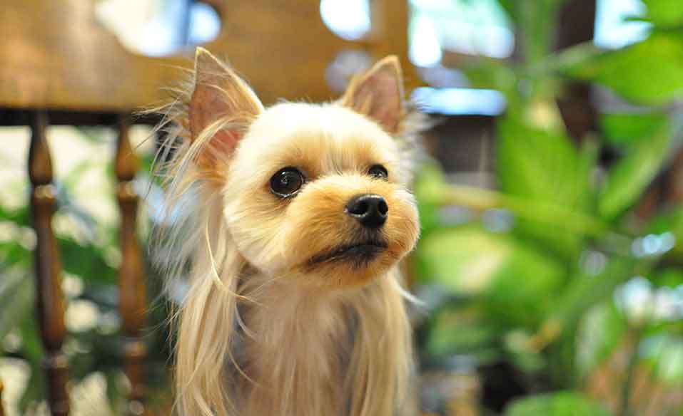 福岡市 トリミングサロン トイプードル