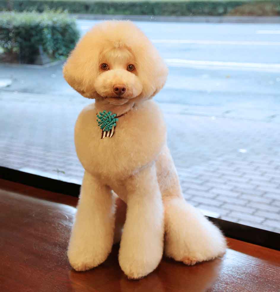 福岡市 トリミングサロン トイプードル