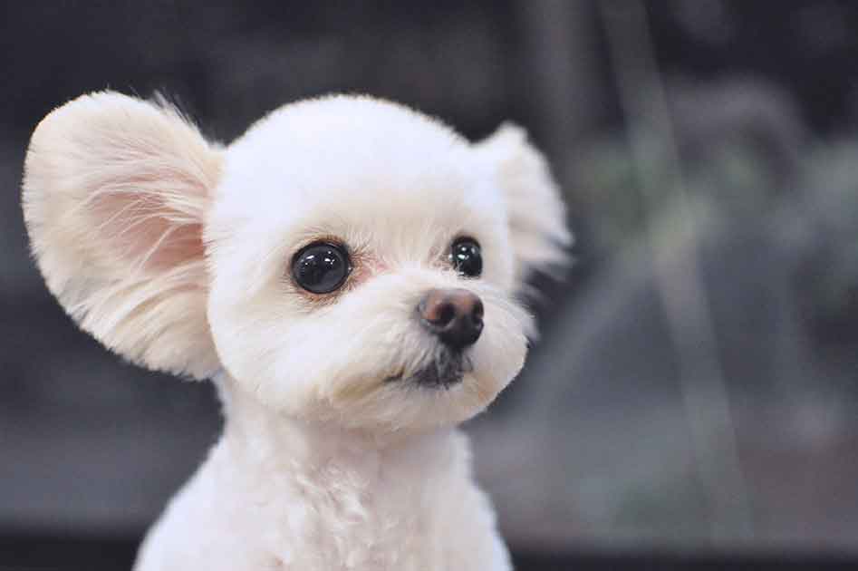 福岡市 トリミングサロン トイプードル