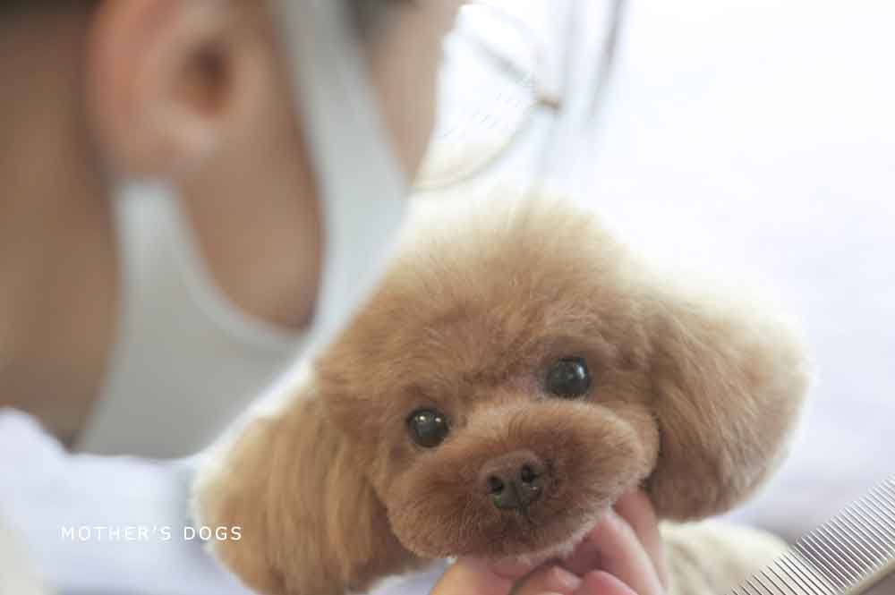 福岡市 トリミングサロン トイプードル