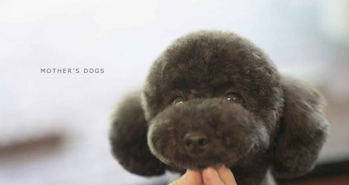 福岡市 トリミングサロン トイプードル