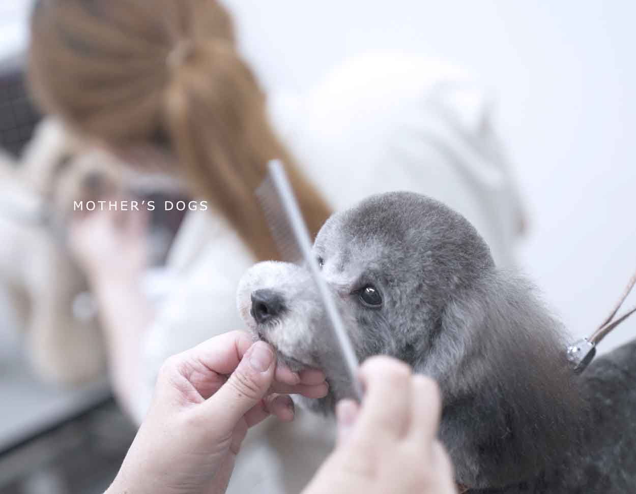 福岡市 トリミングサロン トイプードル