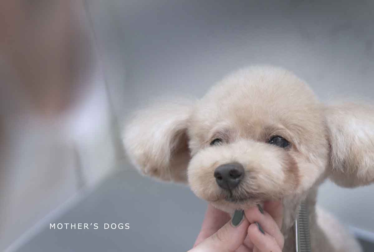 福岡市 トリミングサロン トイプードル