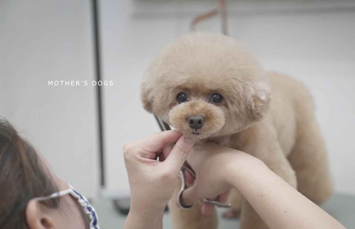 福岡市 トリミングサロン トイプードル