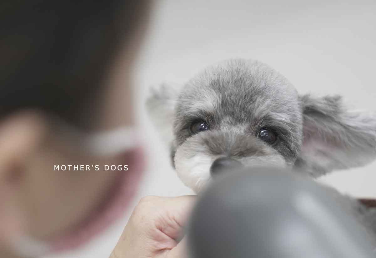 福岡市 トリミングサロン トイプードル