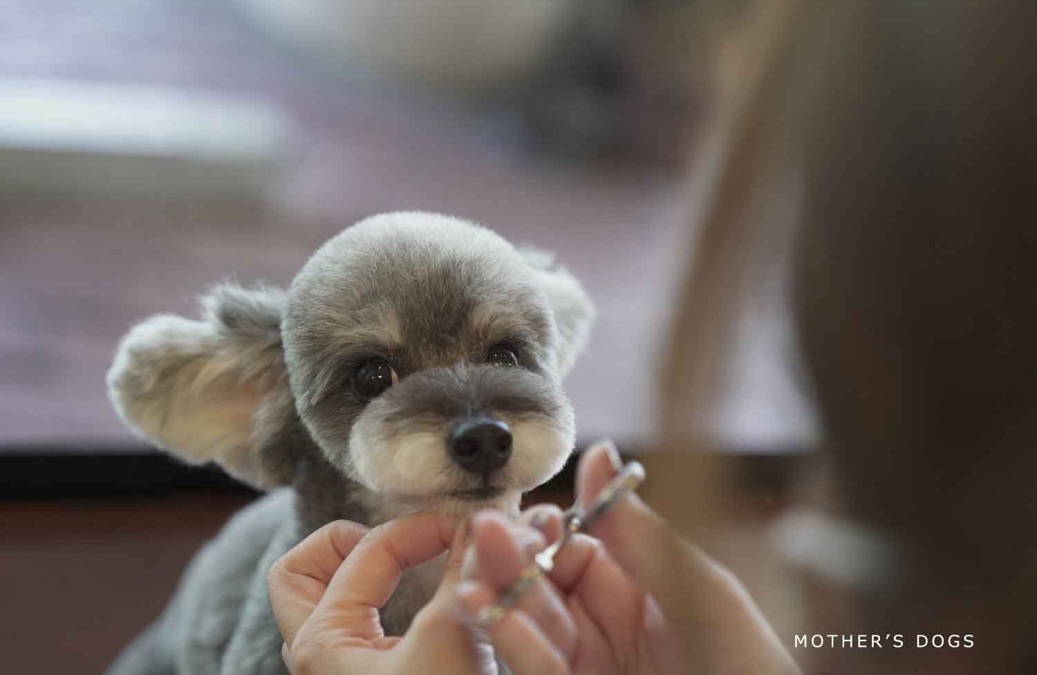 福岡市 トリミングサロン トイプードル