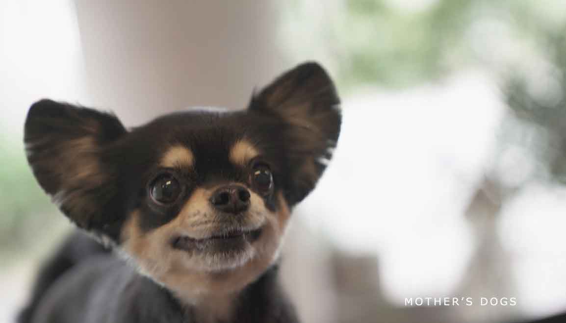 福岡市 トリミングサロン トイプードル