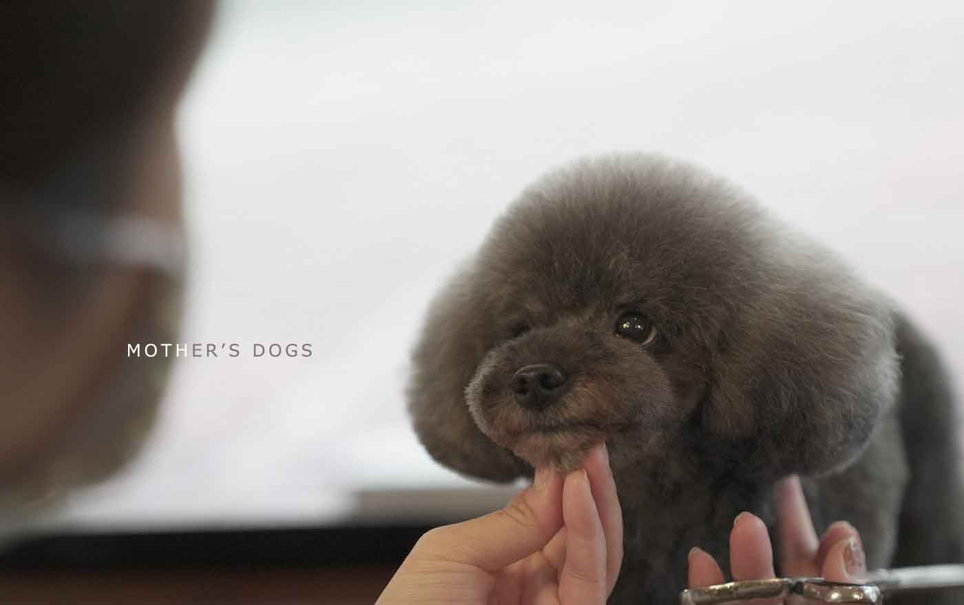 福岡市 トリミングサロン トイプードル