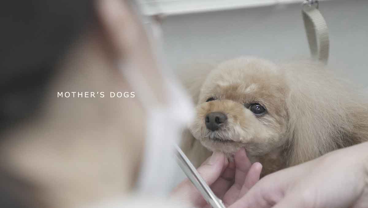 福岡市 トリミングサロン トイプードル