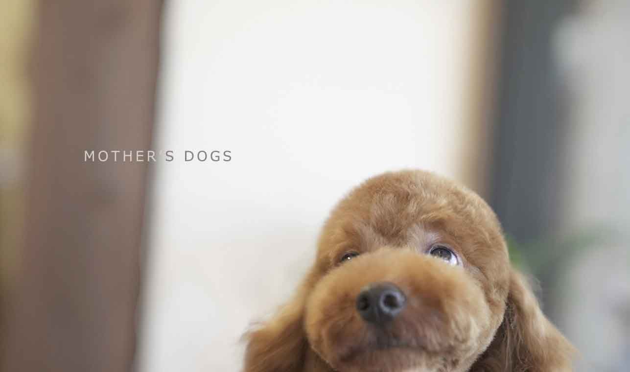 福岡市 トリミングサロン トイプードル