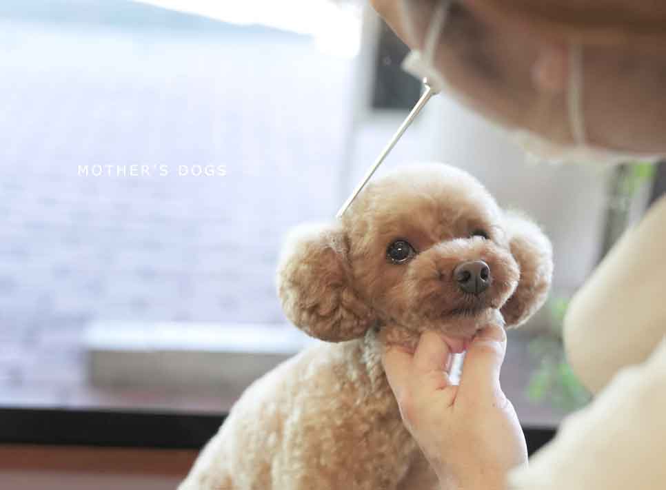 福岡市 トリミングサロン トイプードル