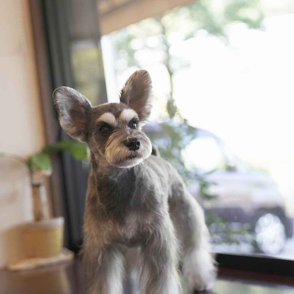 福岡市 トリミングサロン トイプードル