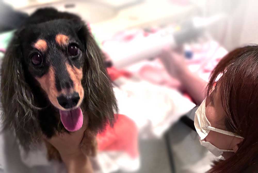 ペット訪問サービスNao