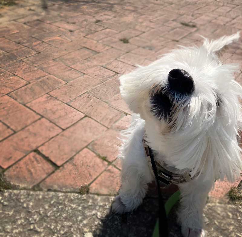 福岡市　ペット訪問サービスNao