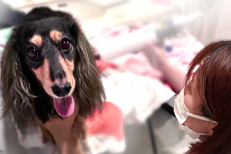 福岡市　ペット訪問サービスNao