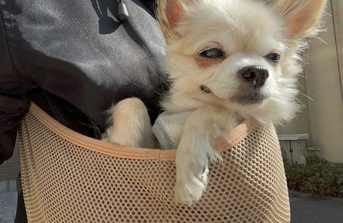 福岡市　ペット訪問サービスNao