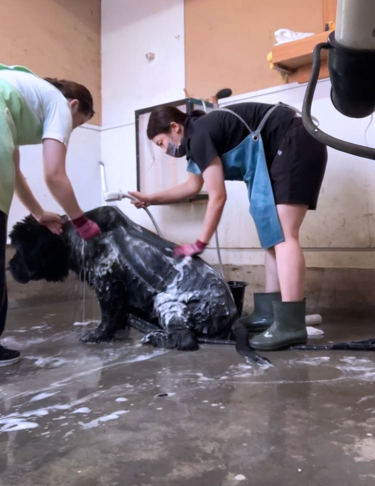 福岡市　ペット訪問サービスNao