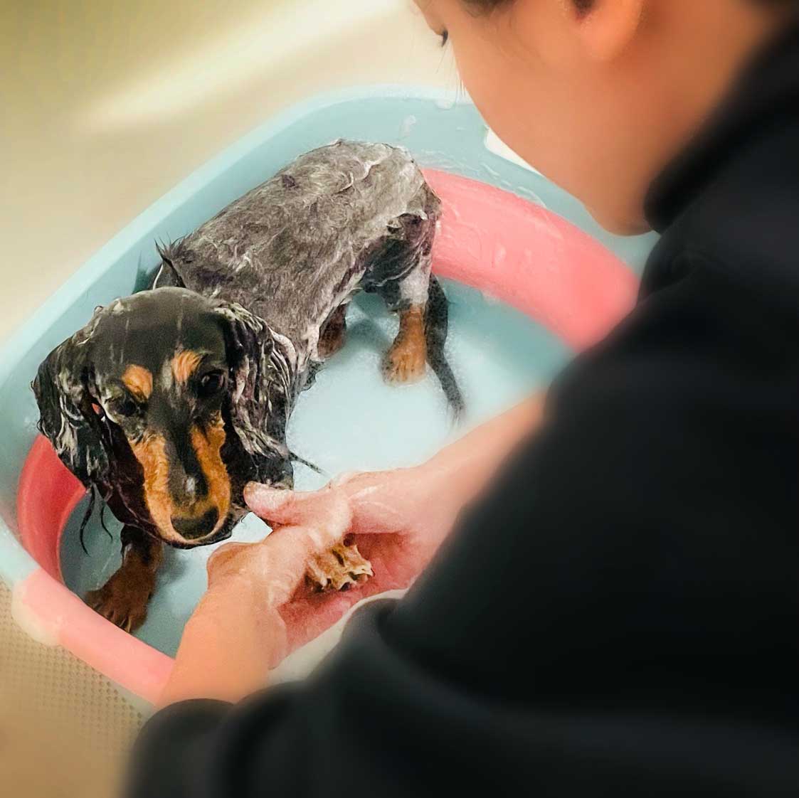 福岡市　ペット訪問サービスNao